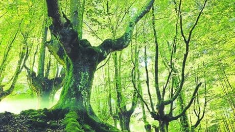 El lenguaje secreto con el que murmullan los árboles