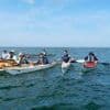 « On ne sait jamais, ils pourraient monter à bord » : ces kayakistes croisent phoques et dauphins