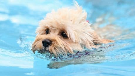 Berlin: Hunde dürfen erstmals in zwei Freibädern schwimmen