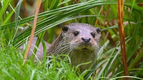 Tierschutz in Bayern: Fischereiverband klagt über Klagen gegen Fischotter-Tötung