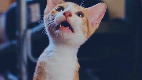 Now playing in movie theaters: 73 minutes of cat videos, for a good cause