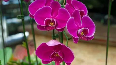 Orchids 'bloom like crazy' when owner uses kitchen item 'better than banana peels'