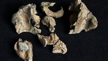 Australie : des scientifiques découvrent le fossile d'une baleine préhistorique