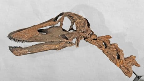 Dinosaurierzähne analysiert: Dicke Luft vor 150 Millionen Jahren