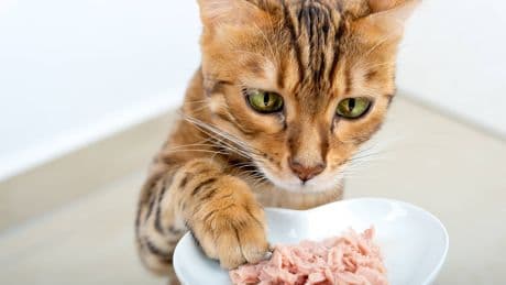 Katzenfutter-Rückruf bei Kaufland: Für Tiere besteht hier Verletzungsgefahr