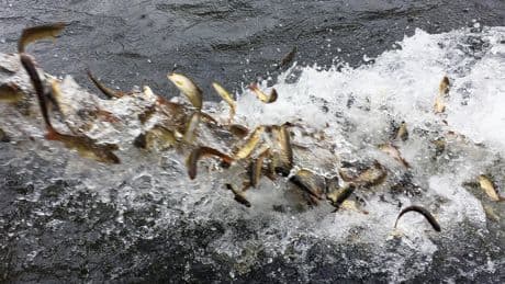Trump revokes Biden's order for 'equitable treatment of fish'