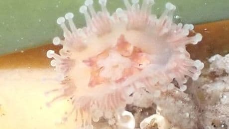 Jellyfish believed to be extinct found in rockpools by tourist