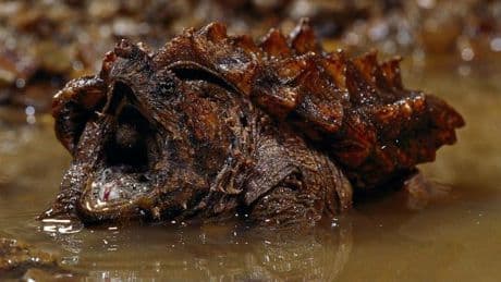 Kanalarbeiter entdecken riesige Schildkröte – Polizei warnt