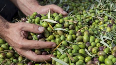 Los sectores más afectados en España por el arancel: máquinas, farmacia, aceite o vino