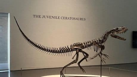 Sotheby's presenta en Nueva York la estrella de su nueva subasta, un 'dinosaurio bebé'