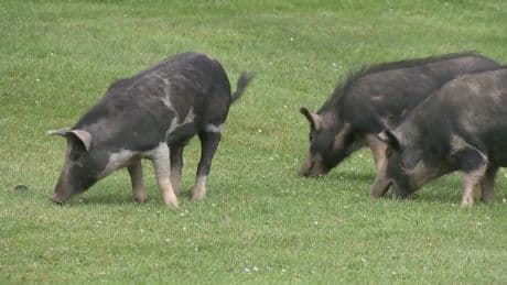 See a loose pig in B.C.? Officials want you to ‘squeal’ on it