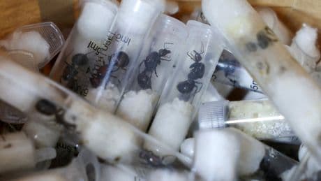 Why the ant-smuggling trade is booming – and why we should care