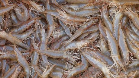 Walmart Recalls Frozen Shrimp After Radioactive Contamination Warning