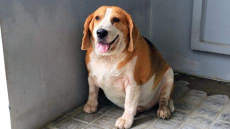 Is nieuw implantaat dé oplossing tegen overgewicht bij honden? ’Ze hebben geen overdreven obsessie met eten meer’