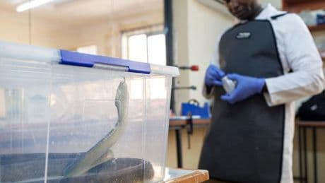 Des serpents africains détecteurs de métaux lourds