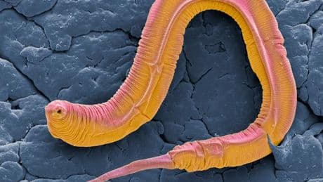 Chez les vers nématodes, l’union fait la force
