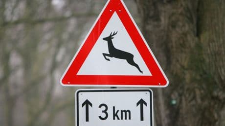 Unfälle: Autofahrer versucht Tieren auszuweichen und fährt gegen Baum