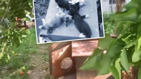 Bursa'da dehşete düşüren olay! 8 yavru kedi vahşice öldürüldü