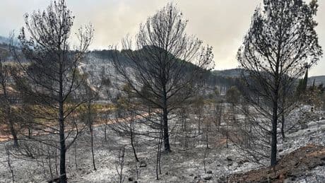 France's largest wildfire in decades leaves a trail of devastation