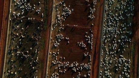 Skandale und Haftstrafen: Brasilianischer Fleischkonzern JBS ist nun an der Wall Street – und hat mächtige Feinde
