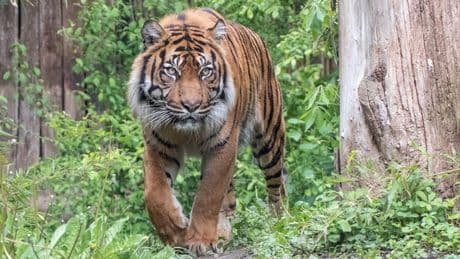 Heidelberg - Zoo schläfert Tiger nach Knieverletzung ein