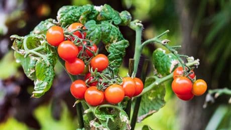 Perfekter Dünger: Zwei Hausmittel lassen Ihre Tomaten wachsen