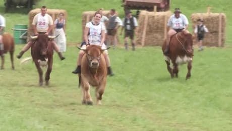 Ochsenrennen in Haunshofen: 10.000 Besucher in Bayern