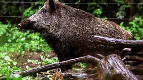 Berliner Forsten benennen Wildschweine nach Kylie Minogue und Amy Winehouse