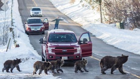 Member of beloved grizzly bear family hit and killed in Wyoming's Grand Teton National Park