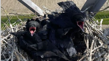 De raaf voelt zich nu ook thuis in hoogspanningsmasten bij Lelystad