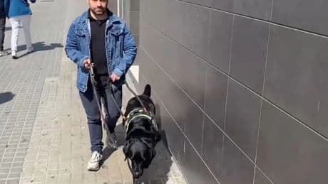 Así se comporta el perro guía de Xavier: &quot;Es una herramienta para las personas con discapacidad visual&quot;
