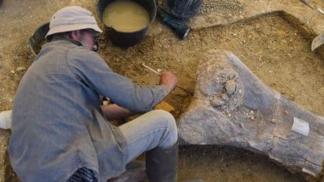 A Angeac, les dinosaures charentais continuent de sortir de terre