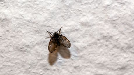 Ekliger Besuch aus dem Abfluss: So werden Sie Abortfliegen effektiv los