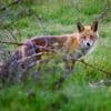 Martre, pie, renard... ces animaux échappent au statut d'espèce nuisible dans certains départements