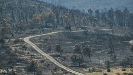 Incendie dans l'Aude: le weekend du 15 août sous "vigilance extrême"
