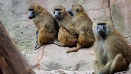 Nürnberg: Geplante Affen-Tötungen: Tierschützer ketten sich im Zoo an
