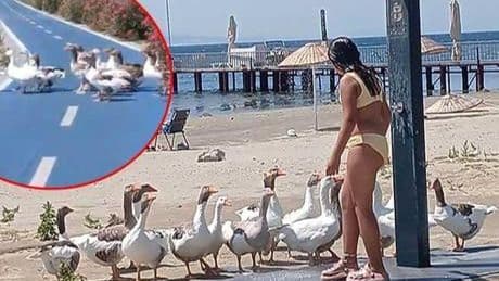 ‘Şartlı tahliye’ edilen kazlardan ilk görüntü! 1 ay hapis yattılar: Kendileri gelip, denize götürüyor