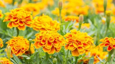 Tomatoes grow better and taste sweeter if planted next to one flower