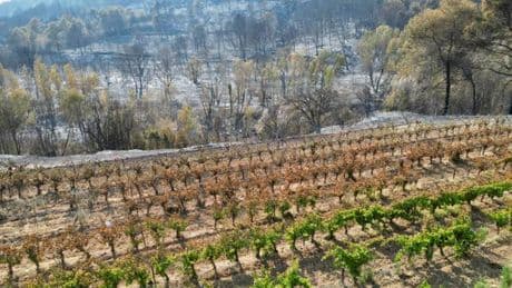 Après les incendies dans l’Aude, la détresse des vignerons : “Nous avons tout perdu”