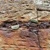 Fury at tourists damaging Northern Ireland's Giant's Causeway by forcing COINS into cracks causing columns to 'crumble' - as National Trust pleas for end to padlock-style trend