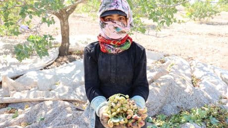 "Yeşil altın"da hasat zamanı; tarlada 120 TL'ye satılıyor