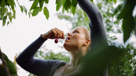 Obst einfach pflücken: Wo ist das erlaubt?