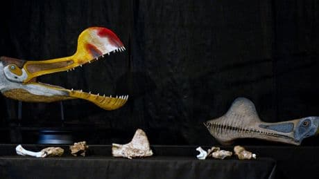 Chinese Pterosaur fossil sparks debate on what giant flying reptiles really ate
