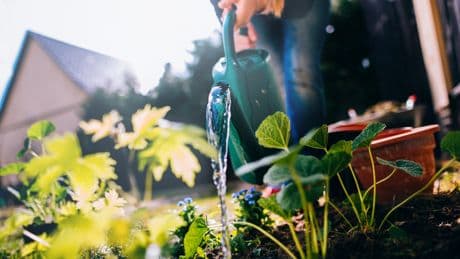Trockenheit & Starkregen: Mit diesen fünf Tipps wird Ihr Garten hitze- und wetterfest