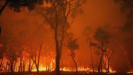 94% en Rotten Tomatoes: el impresionante (y necesario) documental de incendios forestales en streaming
