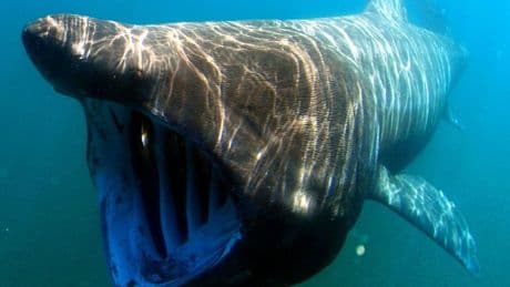 Onderzoek: reuzenhaai zwemt rond voor de Nederlandse kust