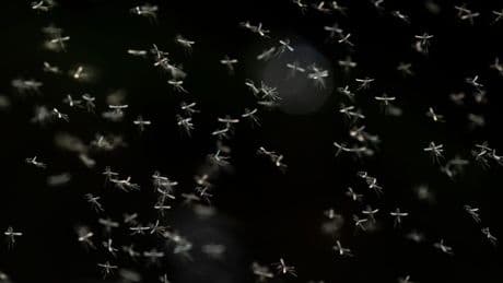 Kentucky residents are being driven from their homes after gnats swarm town: ‘You can’t even stay in the house’