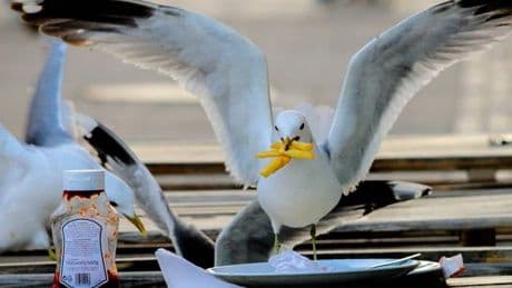 Calls for summit to tackle 'deadly' seagulls amid fears someone could be killed