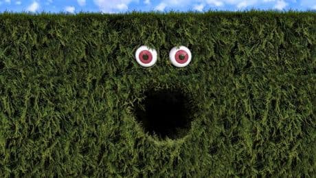 Hecke in Glinde: Was ist da im Busch?