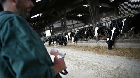 En Bretagne, la vaccination contre la fièvre catarrhale ovine bat son plein dans les élevages